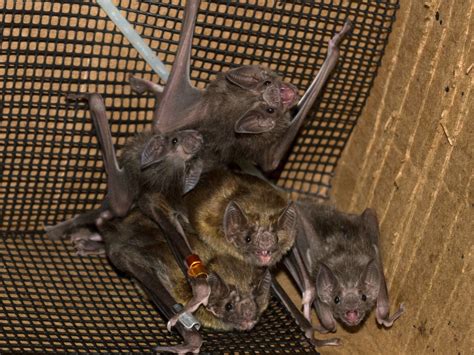 The Spoder Witch Bat's Important Role in Seed Dispersal